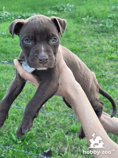 American PitBull Terrier