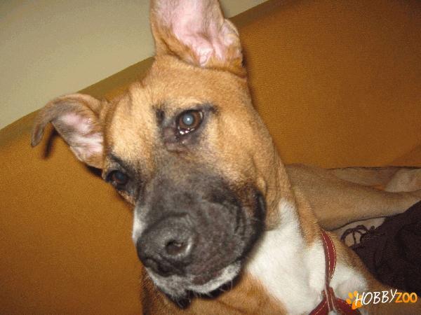Vand pui amstaff