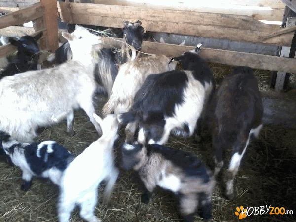 Vand turma de capre 75 buc