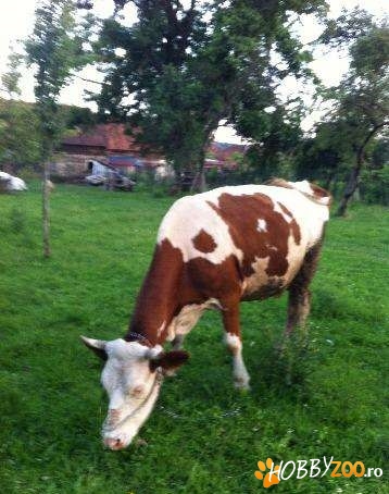 Vaca Baltata Ro gestanta 