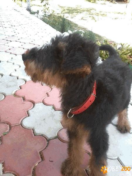 PIERDUT catelusa neagra-maro