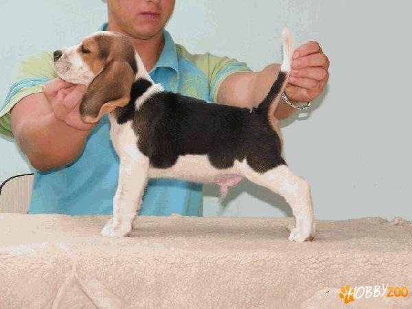 Vand catei de rasa Beagle