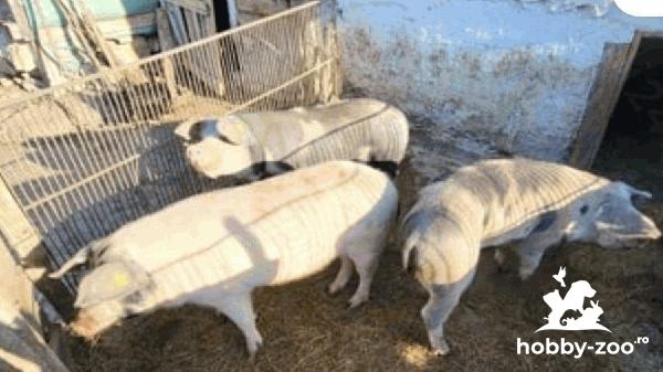 Porci de vanzare la 16 lei/kg 