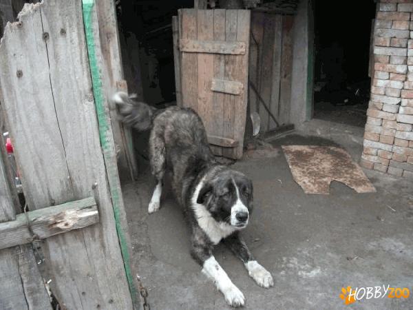 ciobanesc spre adoptie