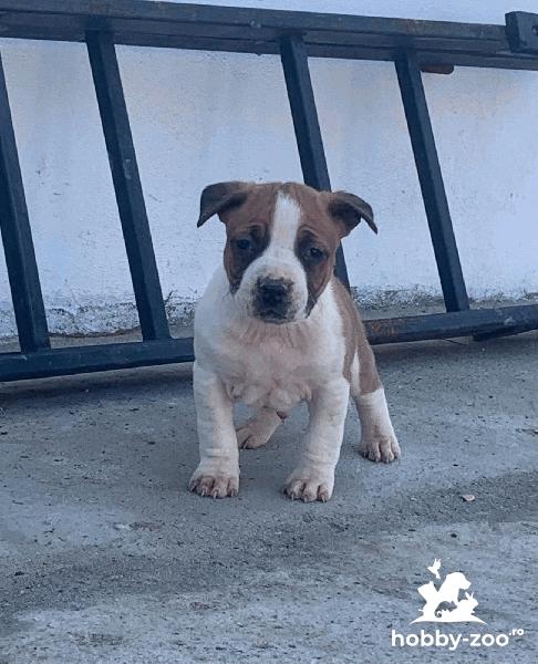 Pui amstaff din printi cu pedigree