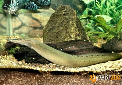 Pesti exotici Lesser spiny eel