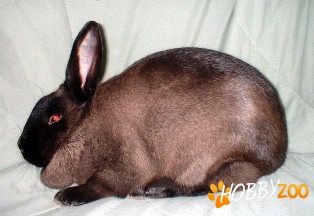 Iepure American Sable