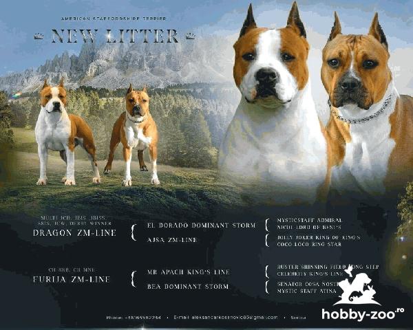 American Stafford Terrier CALITATE SUPERIOARĂ