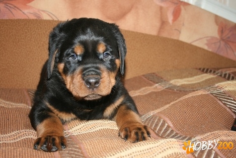 pui rottweiler