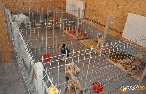 Pensiune canina Iasi