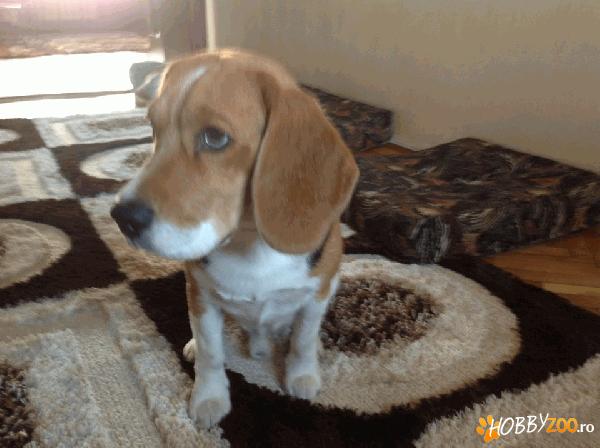 Ofer pentru monta mascul Beagle