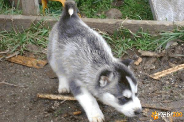 Vand catei rasa Husky