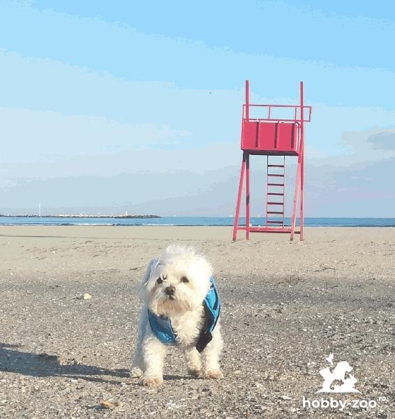 Bichon maltez Talie mica 