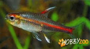 Hemigrammus Erythrozonus