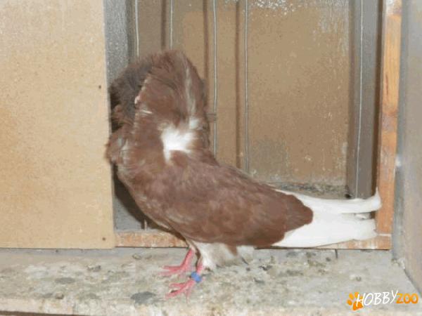 porumbei maria stuard