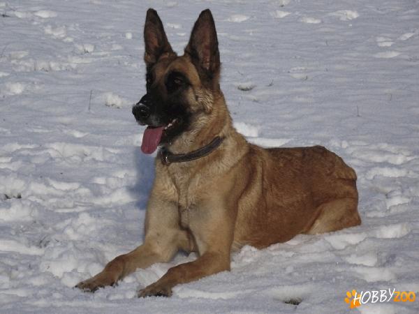 Femela Ciobanesc Belgian Malinois 