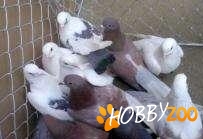 porumbei tobosari arabi