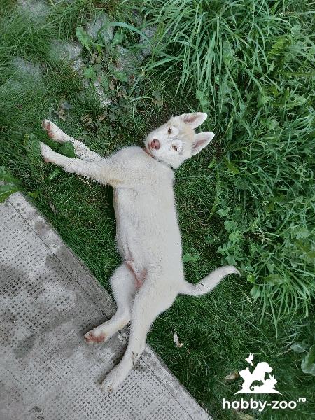 Husky găsit sector 1