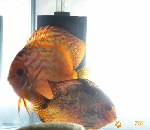 pereche gata formata pesti discusi