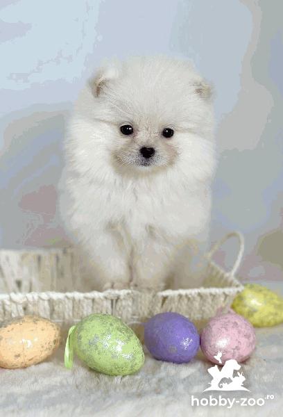 Pomeranian (BOO), rasă pură, pitic (jucărie)