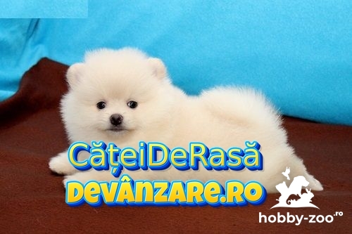 Catei Pomeranian cu microcip si carnet de sanatate