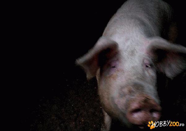 porci in viu si purcei vietnamezi