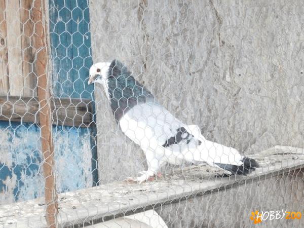 Porumbei Urias de Salonta