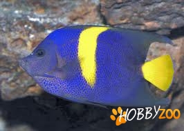 Pesti exotici Arabian angelfish