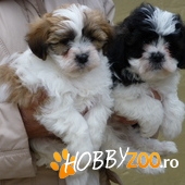 vand bichon havanese