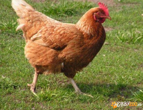 pui de o zi foarte ieftin