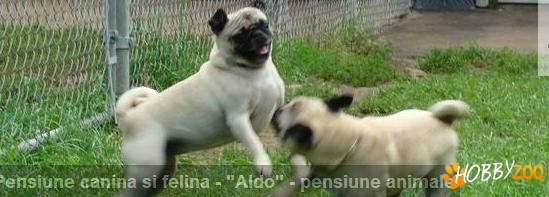 Aldo pensiune canina si felina