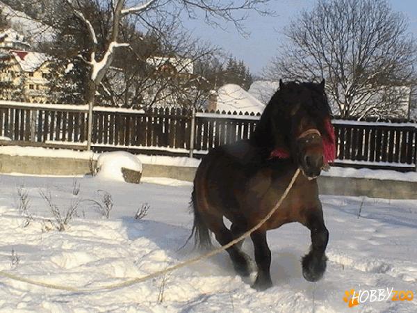 vand armasar pentru monta si tractiune