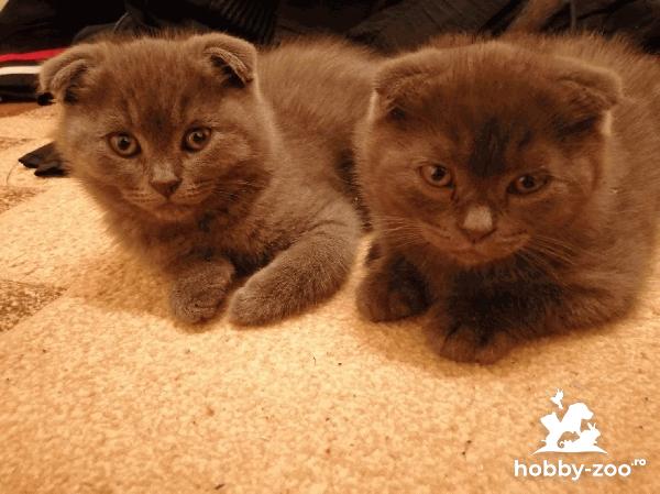 Motanei Scottish Fold