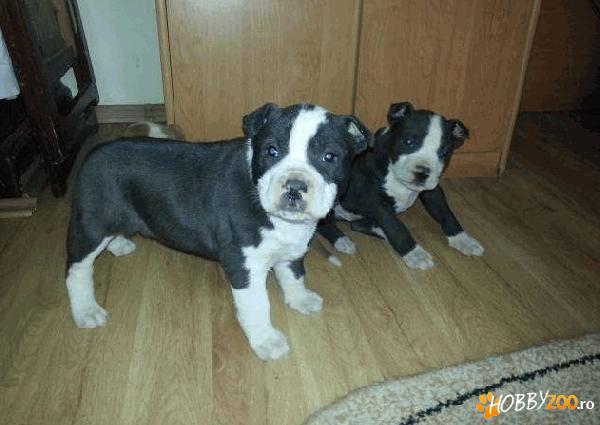 Vand caine Rasa  Amstaff