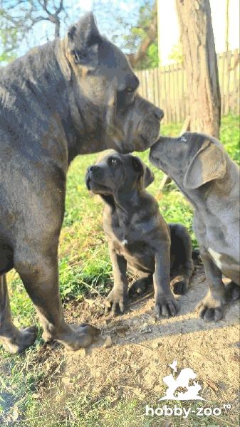 Cane Corso cățeluși frumoși