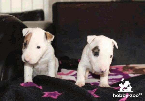 Mini bull Terrier catelusi de vanzare