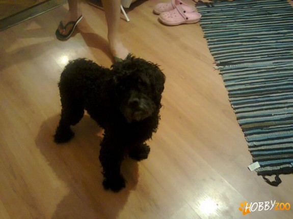 Pierdut bichon negru