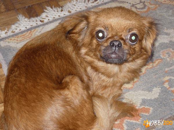 PIERDUT PECHINEZ DOLLY