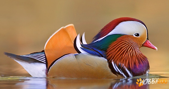 Rate Mandarin oferta