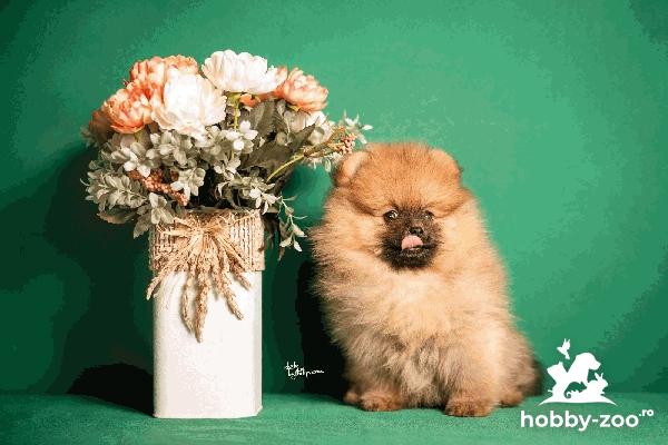 Pomeranian Spitz cățeluși