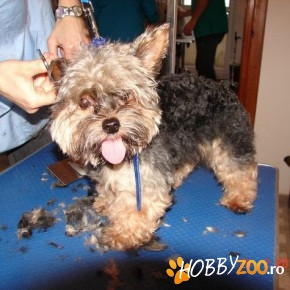 Curs Infrumusetare Canina