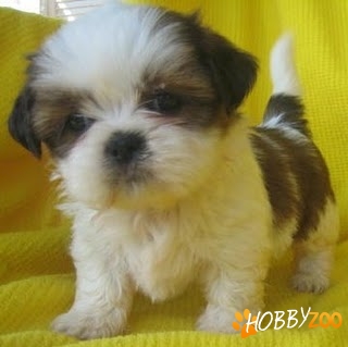 Catelusi Shih Tzu