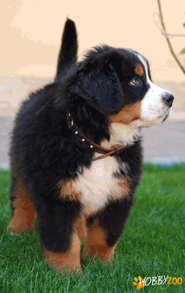 DVD Dresaj Canin
