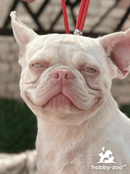 pink french bulldog for sale