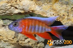 Cichlidae Malawi la comanda