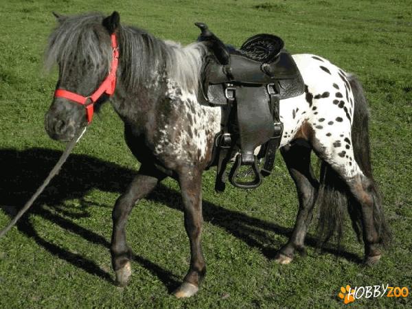 ponei appaloosa de calitate