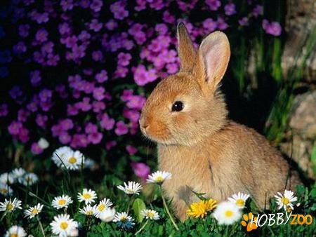 Cazare Animale Foarte Ieftin