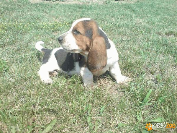 Vand catei Basset Hound