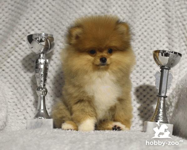 Pomeranii Boo pui de vanzare