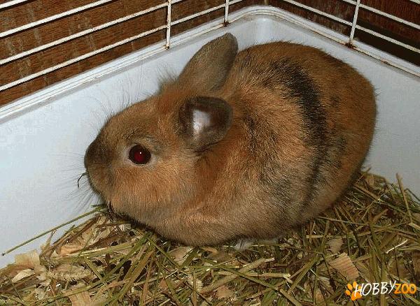 iepuri de rasa cinnamon